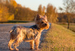 Small yorkshire terrier walking on the road in the sunset