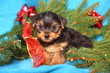 Yorkshire Terrier Puppy with Red Christmas Bow