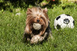Yorkshire terrier playing with balls on grass garden