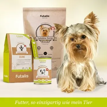 Welches Futter für Yorkshire Terrier?