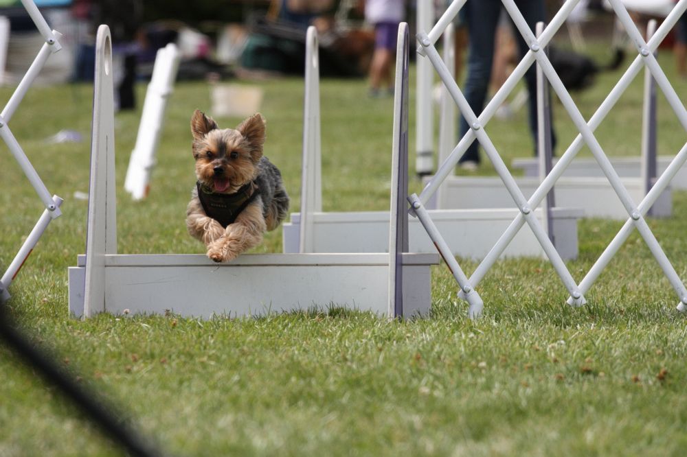 Agility mit Yorkshire Terrier