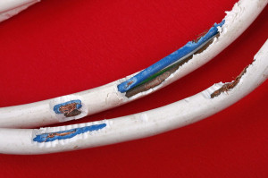 Yorkshire Welpen Gefahr