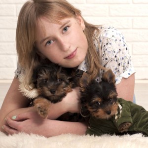 Familienhund Yorkshire Terrier