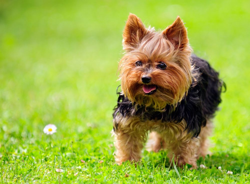 Image result for Yorkie Hund rennen