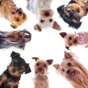 Seriöser Yorkshire Terriers Züchter