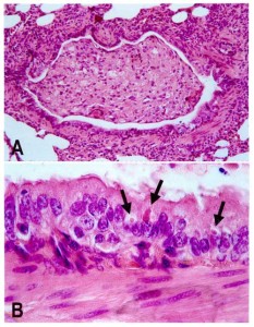 Staupe Virus Hund