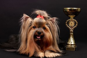Steckbrief Yorkshire Terrier