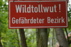 Tollwut beim Yorkshire ist selten