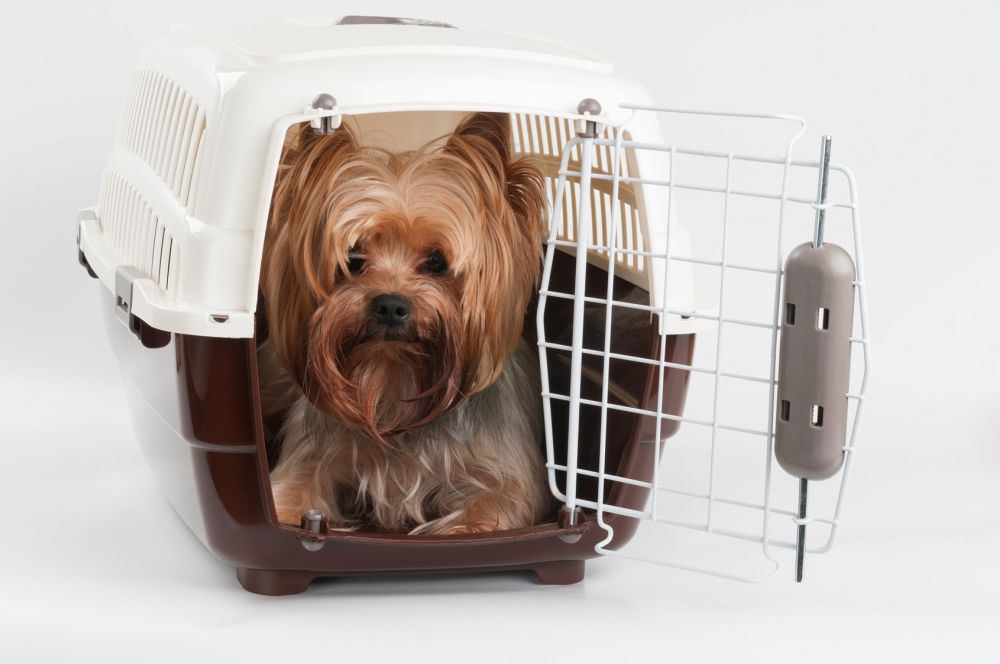 Transportbox Yorkshire Terrier