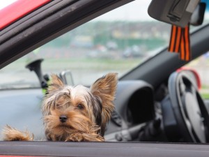 Yorkshire Auto