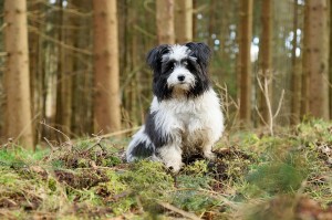Yorkshire Malteser Mischling Morki