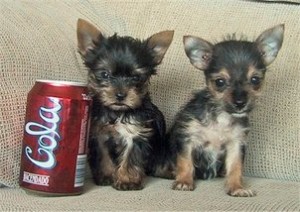 Yorkshire Terrier Chihuahua Mix Mischling