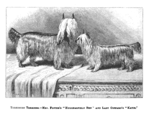 Yorkshire Terrier Huddersfield Ben