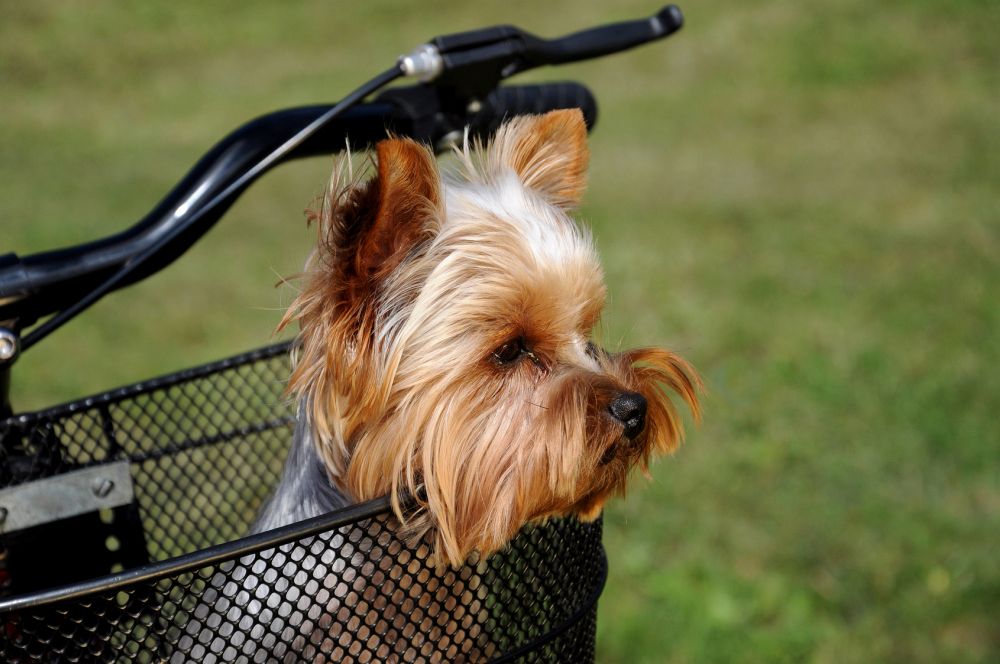 Yorkshire Terrier Hunde Fahrradkorb