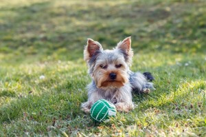 Yorkshire Terrier Hunderassen