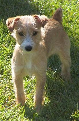 Yorkie Mix Yorkshire Terrier Jack Russell Mix Mischling