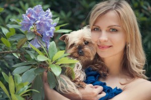 Yorkshire Terrier Preis