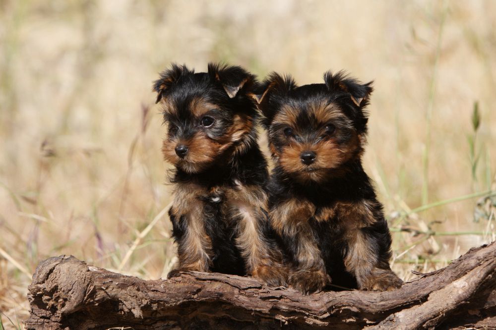 Unterschied Yorkshire Terrier Rüde und Hündin