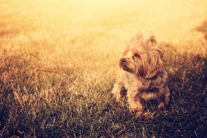Yorkshire Terrier Tierheim