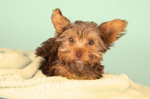 Yorkshire Terrier Welpen kaufen
