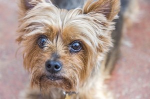 Yorkshire Terrier aus Tierheim