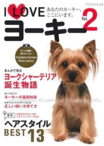 Yorkshire Terrier in Japan