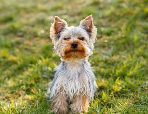 Yorkshire Urlaub Hundepension