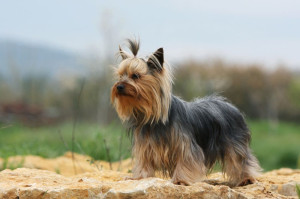 Zeitaufwand Yorkshire Terrier