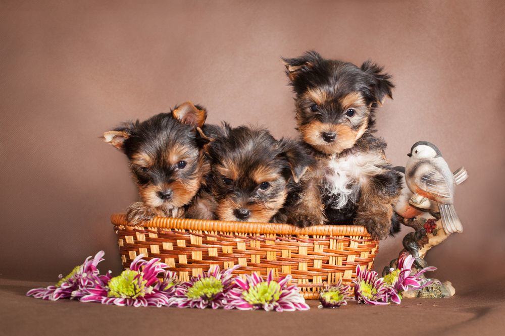 Drei Yorkshire Terrier Welpen