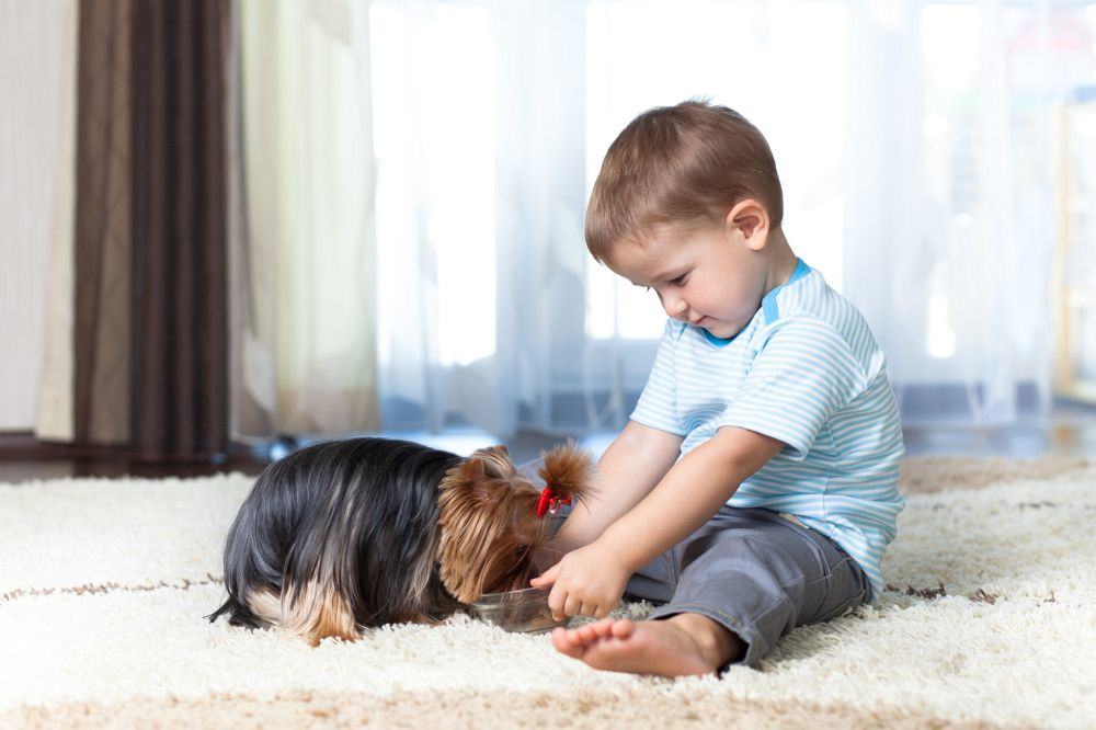 Yorkshire Terrier bekommt sein Futter