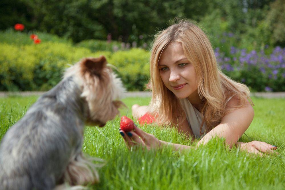 Leckerlie für den Yorkshire Terrier