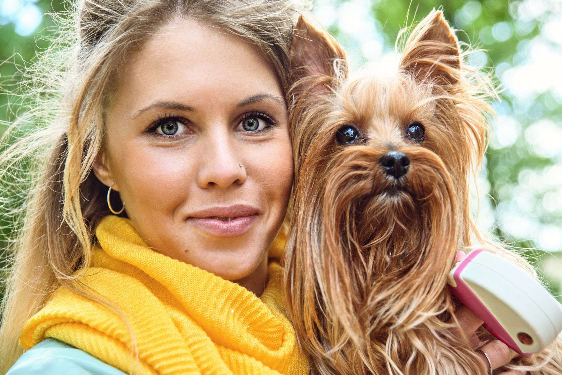 Stets ein treuer Begleiter: der Yorkshire Terrier