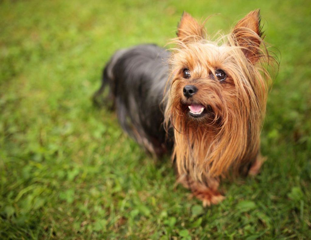 Yorkshire Terrier Tierheim