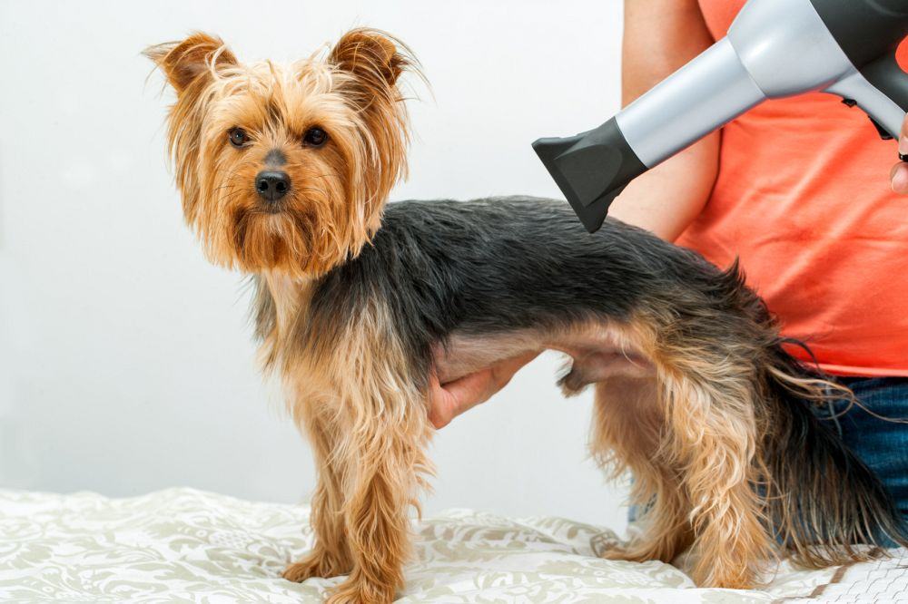 Yorkshire Terrier fönen