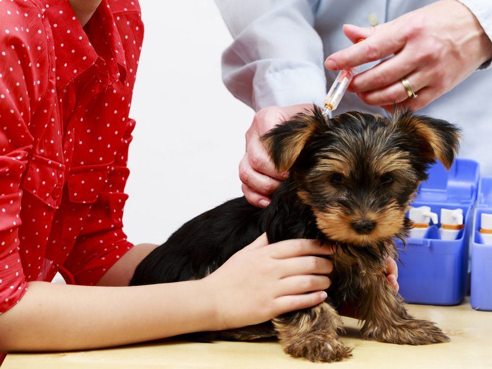 Yorkshire Terrier Welpen impfen