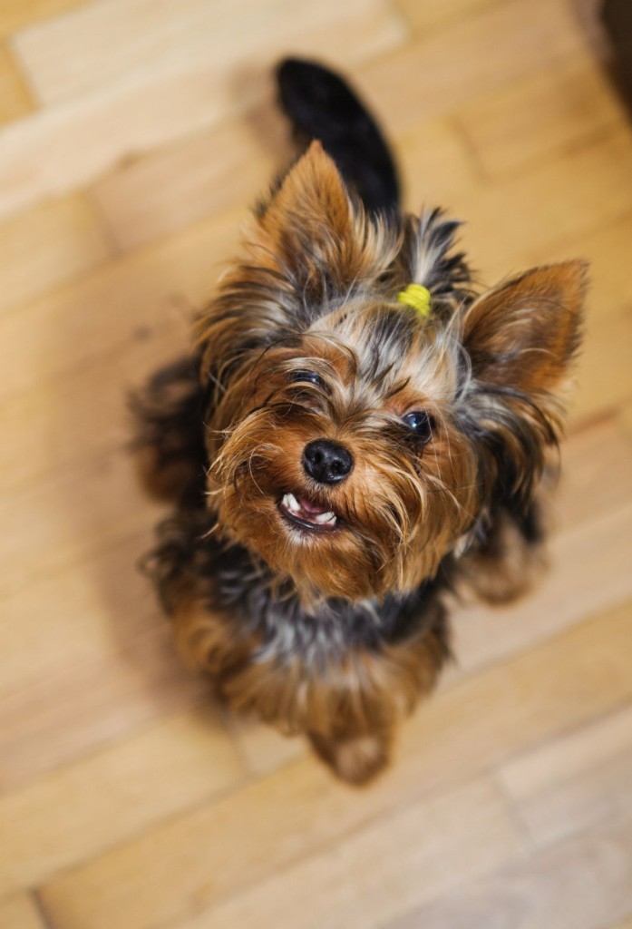 yorkshire terrier kaufen