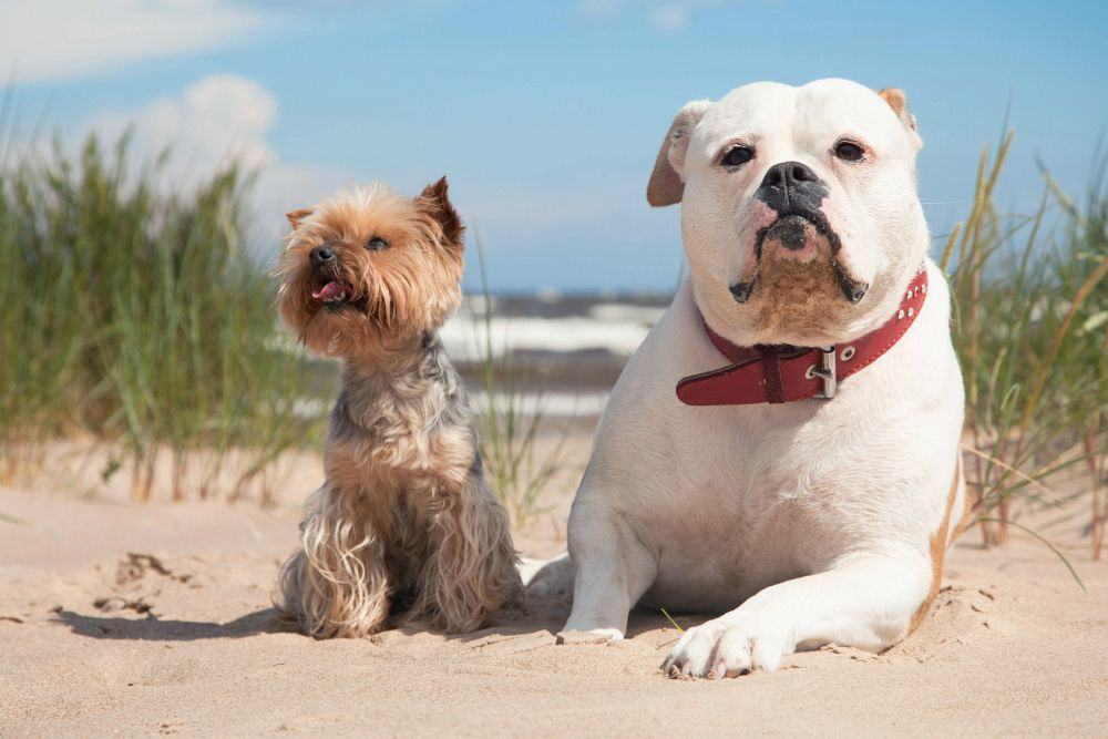 Yorkshire Terrier mit englischer Bulldogge am Strand.