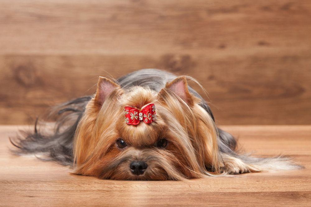 Yorkshire Terrier Schleife