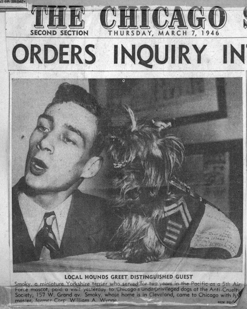 orkshire terrier smoky bill-wynne-Chicago Sun March