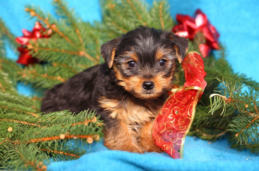 Yorkshire Terrier als Weihnachtsgeschenk