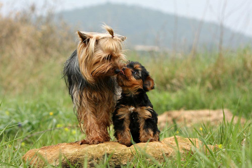 Yorkshire Welpe mit Mutter