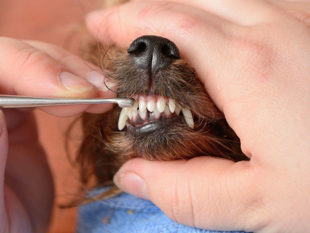Die Zähne des Yorkshire Terriers putzen.