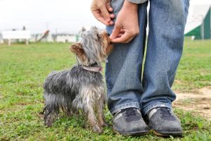 Yorkshire Terrier Belohnung-Beschäftigen
