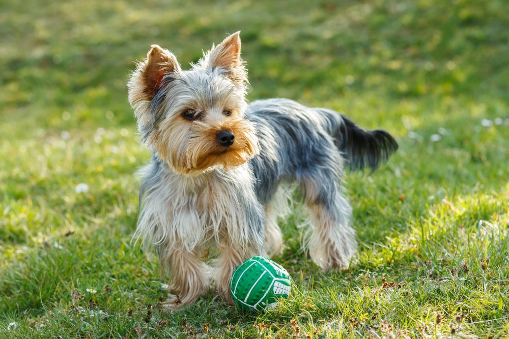 Yorkshire Terrier Lebenserwartung, Lebensdauer