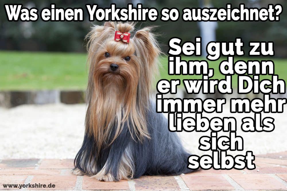 Yorkshire Zitate Und Sprüche