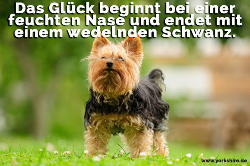Yorkshire Zitate und Sprüche Yorkshire.de