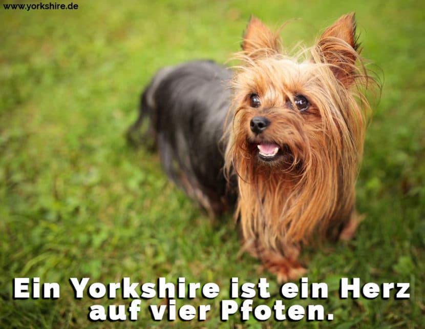 Yorkshire Zitate und Sprüche Yorkshire.de
