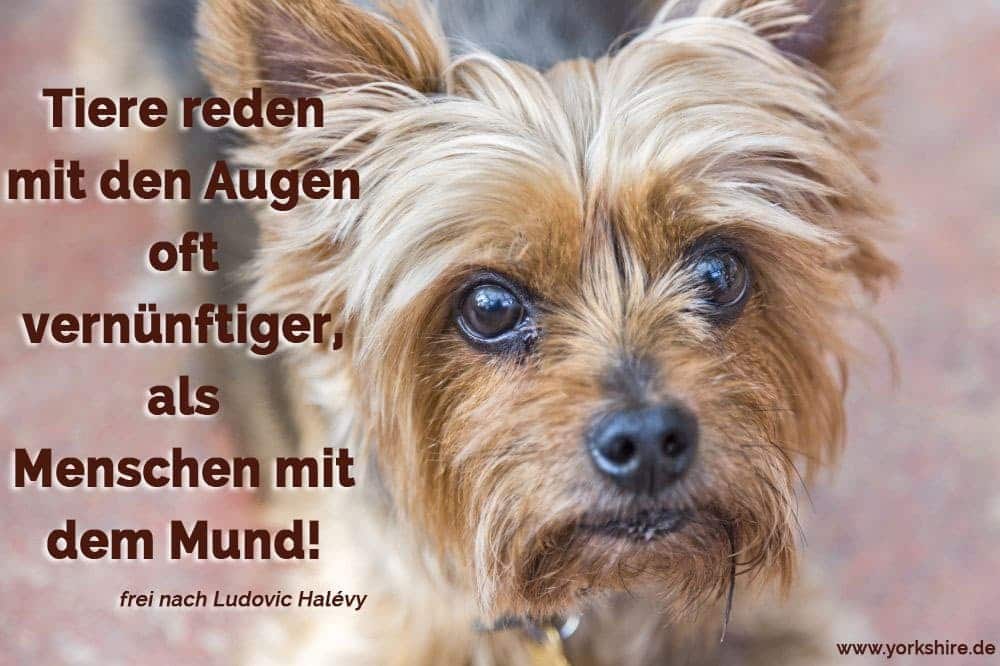 Mops Zitate Und Sprüche