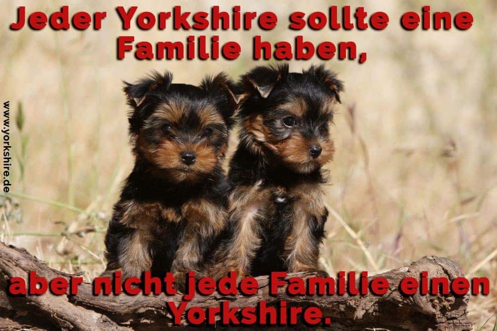zwei Yorkshire Terrier am Gras