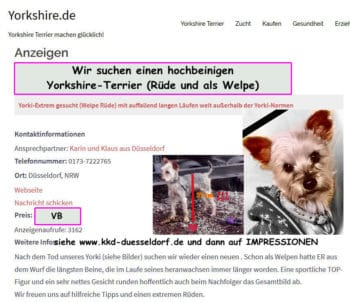 Yorki-Extrem gesucht (Welpe Rüde) mit auffallend langen Läufen weit außerhalb der Yorki-Normen